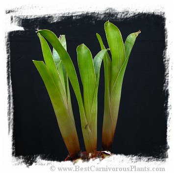 Brocchinia hechtioides